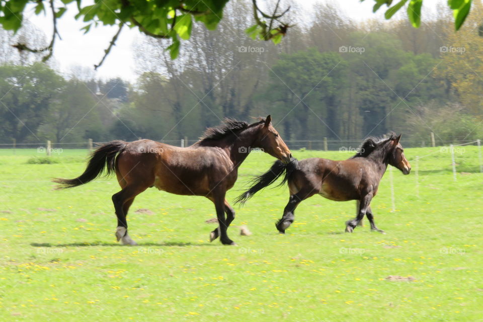 Majestic horses