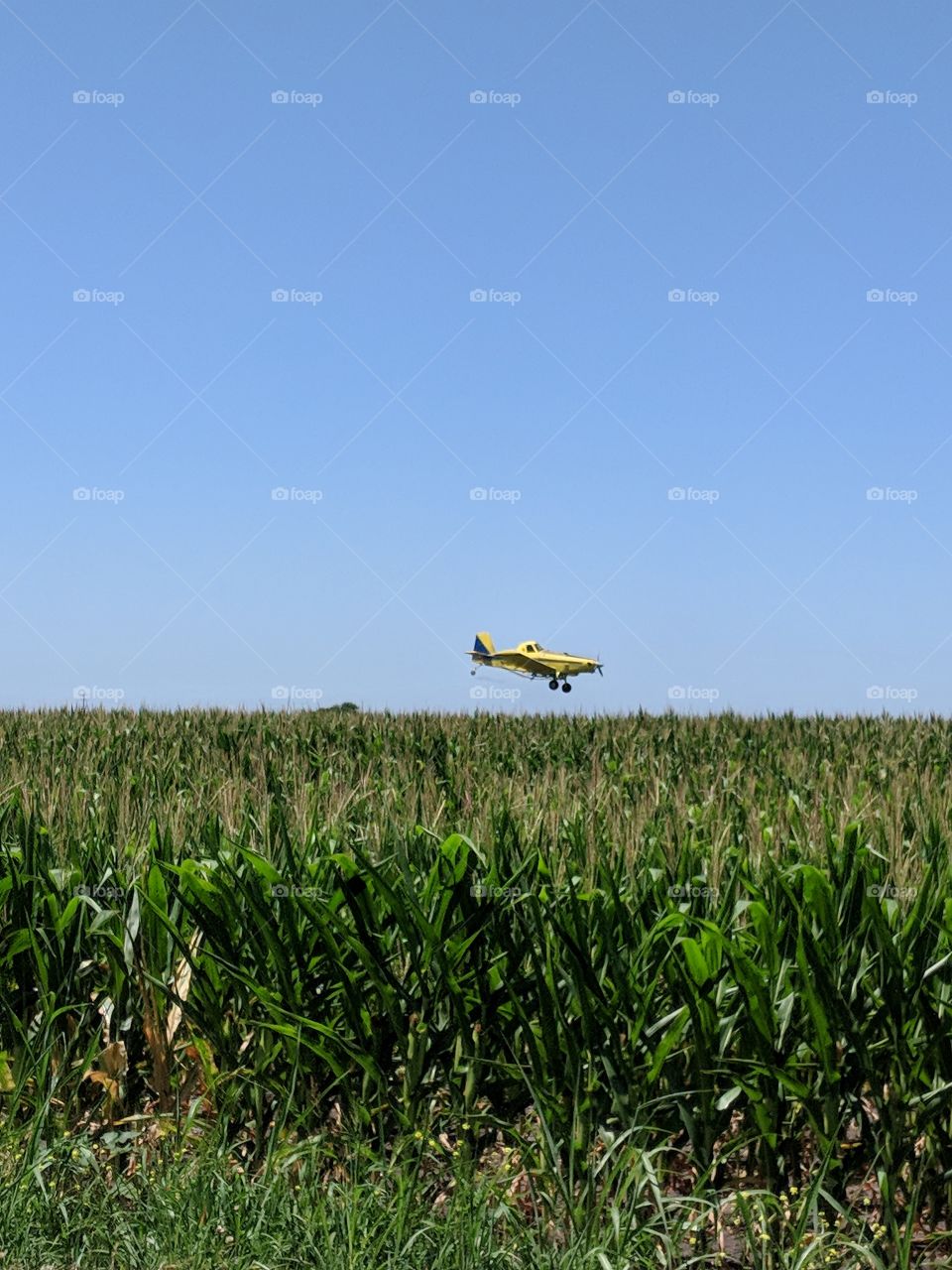 crop dusting the corn field