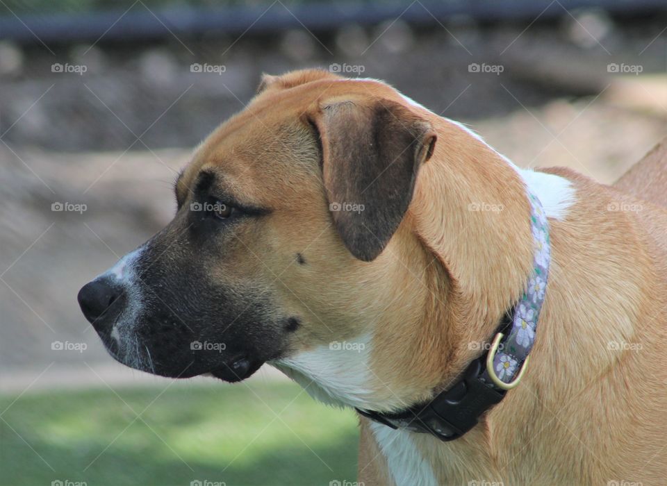 Closeup of Black mouth cur dog wearing flowered collar in park in June 