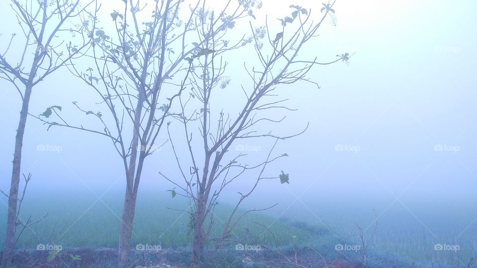 Fallen leaves and branches of a Tree