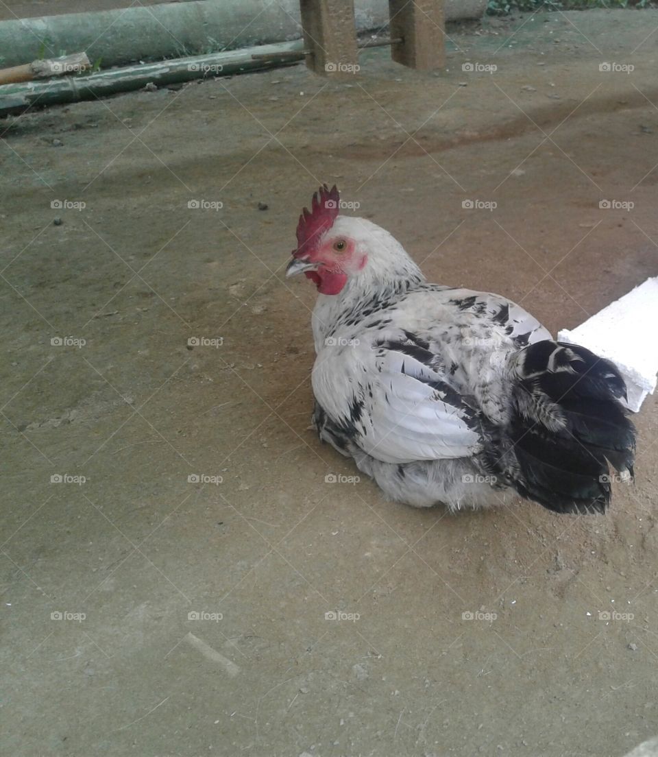 hen