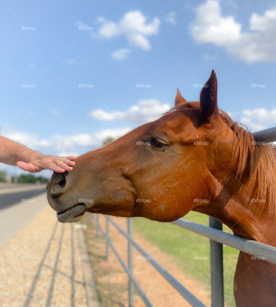 Man reaching his hand out to touch a horse’s muzzle 