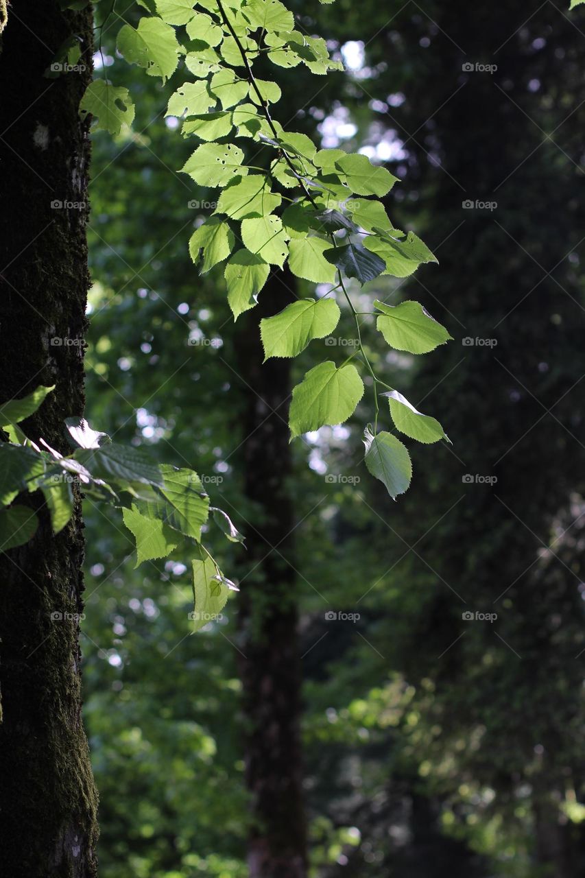 A tree branch in the rays of light