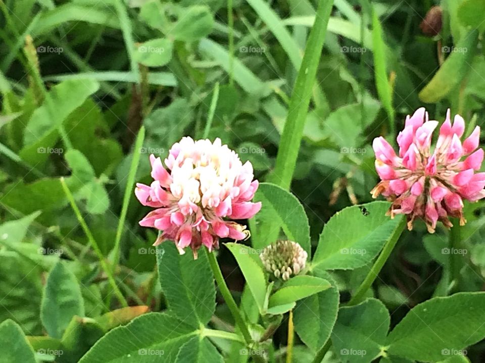 Pink clover flowers 