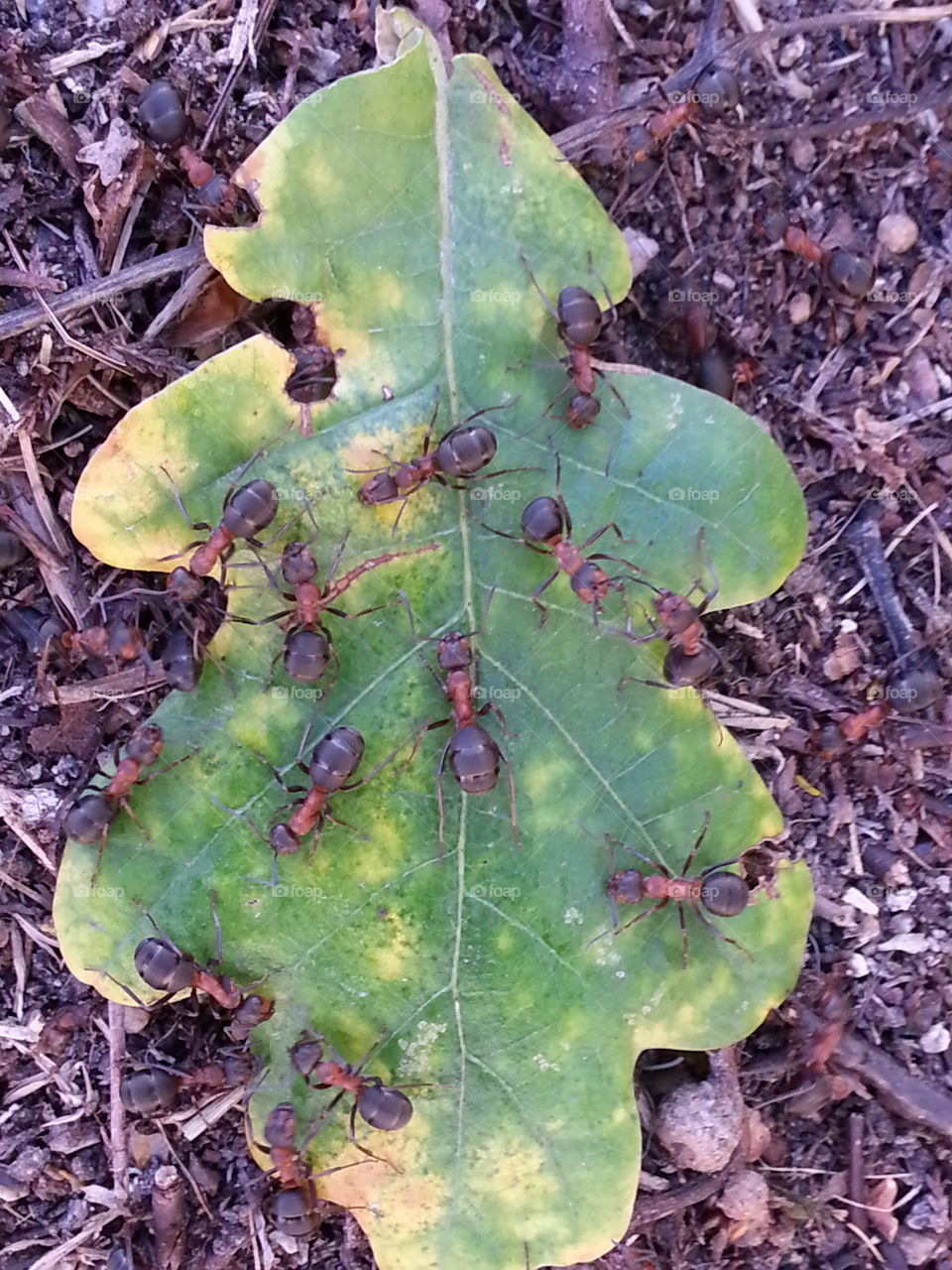 There is an ant hill close to my house.  The weather has been nice so the ants have been very busy and active. I noticed that many ants makes an interesting sound.