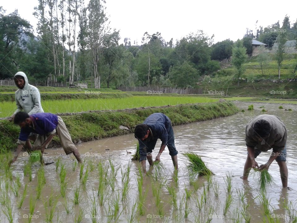 Water, Environment, Flood, Landscape, Rice