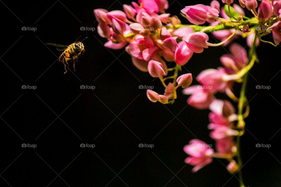 a close up of a flower with a bee on it

bee...