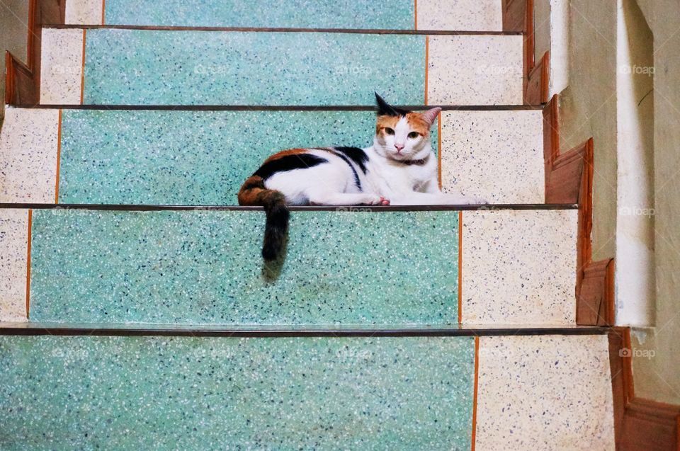 Cat on staircase background 