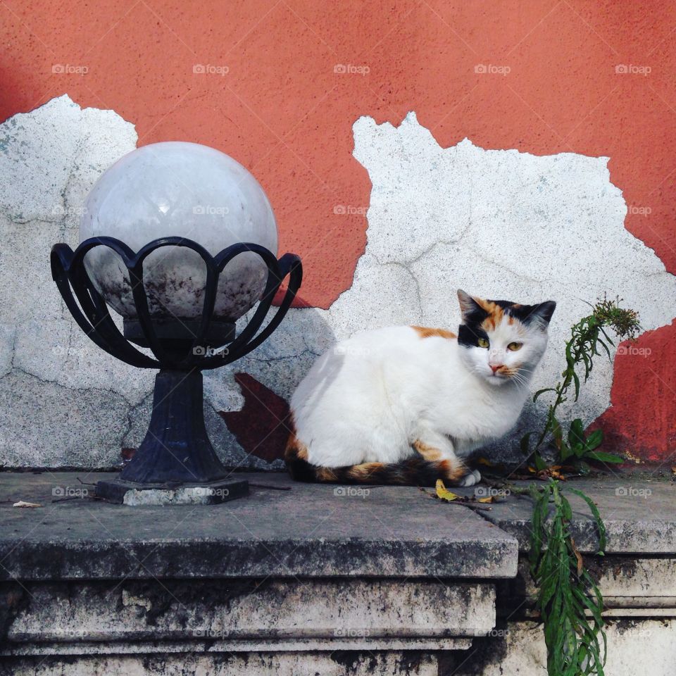 cat near the bright wall