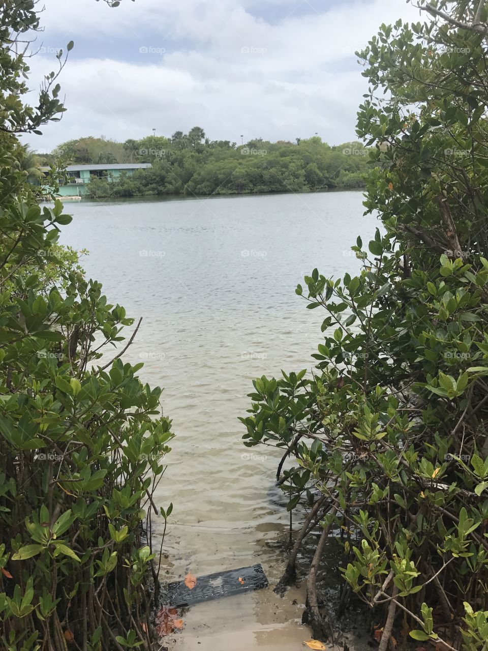 Great fishing spot between the Mangroves in Jupiter, 
Florida. 