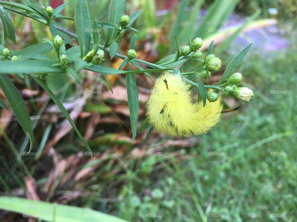 American dagger moth caterpillar 