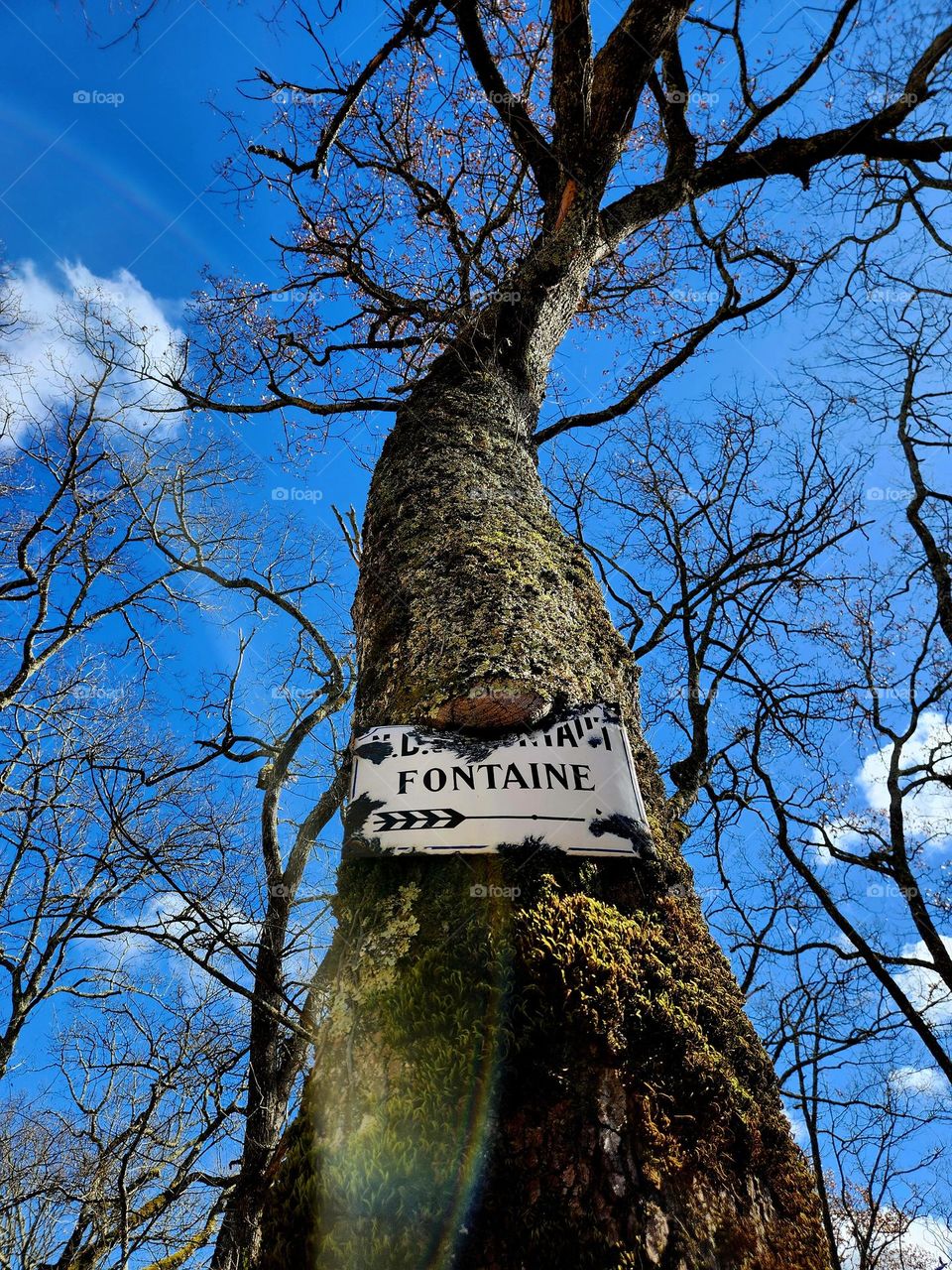 Close up on a tree trunk that grew around an enamelled sign with a background of branches, blue sky and white clouds in Montbrun-Bocage at winter time