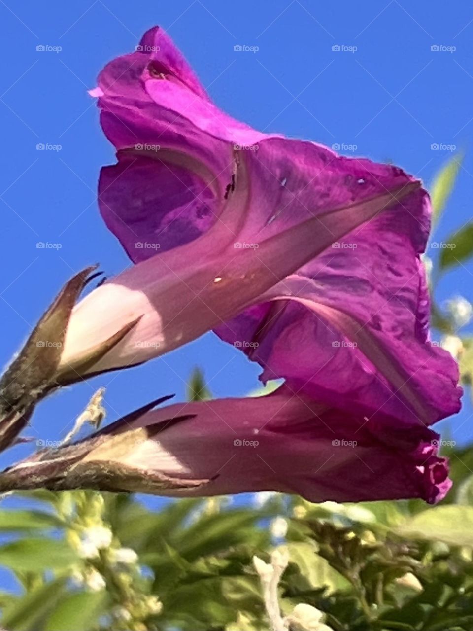 The other side of sunny flowers