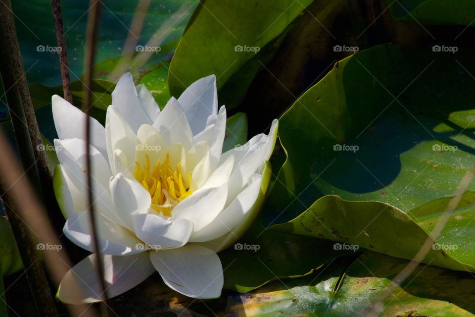 High angle view of a white lotus