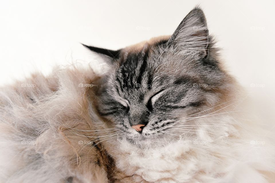 CLOSE-UP OF A SLEEPING RAGDOLL CAT