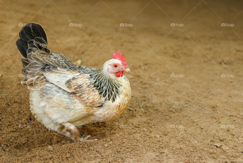 Chicken