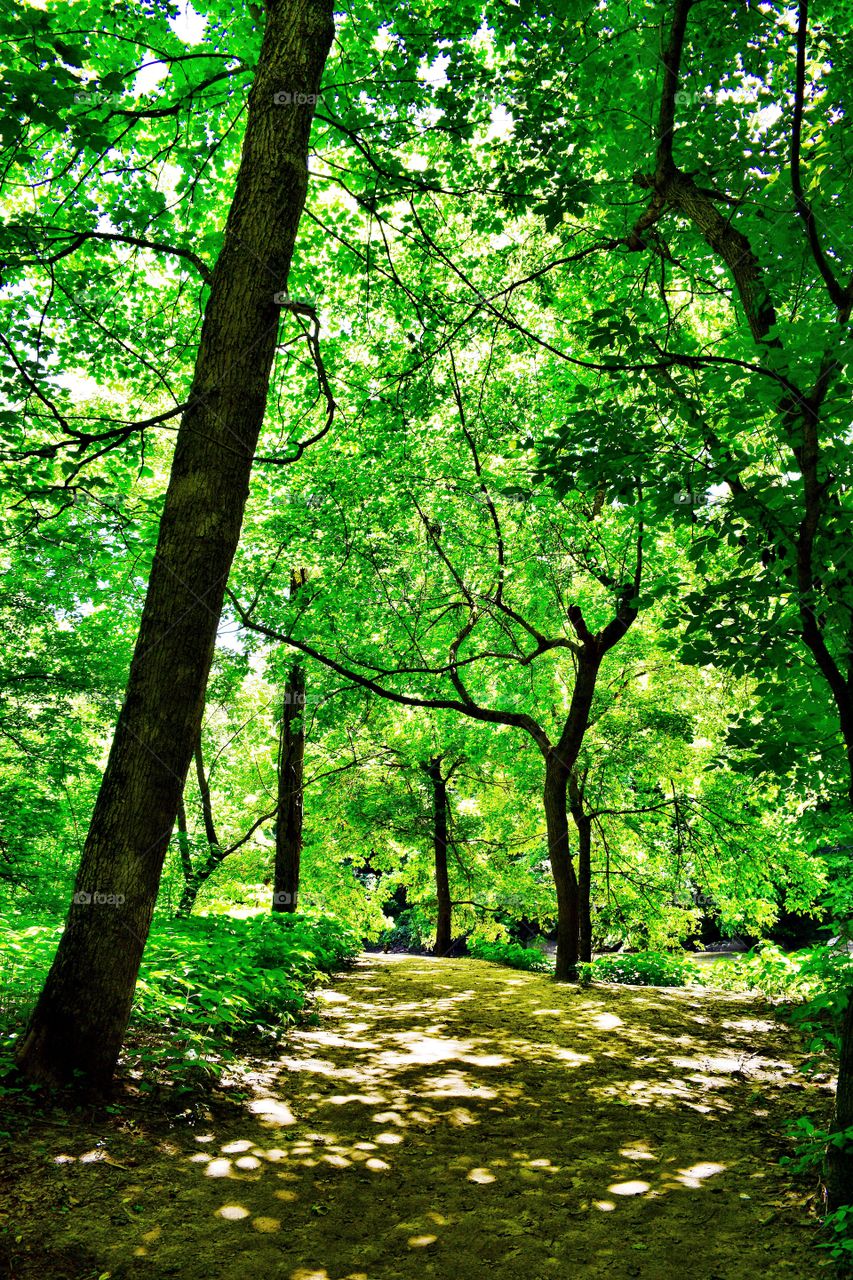 Hiking in turkey run state park in Indiana 