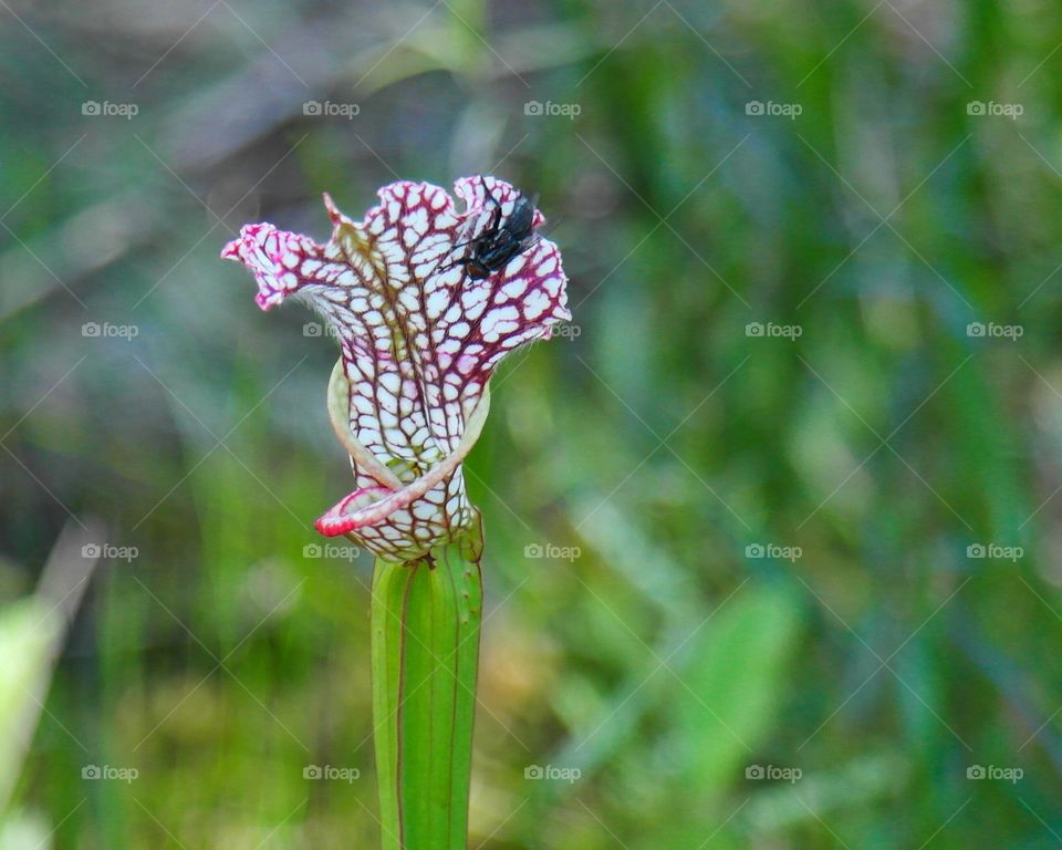 Pitcher plant with a fly
