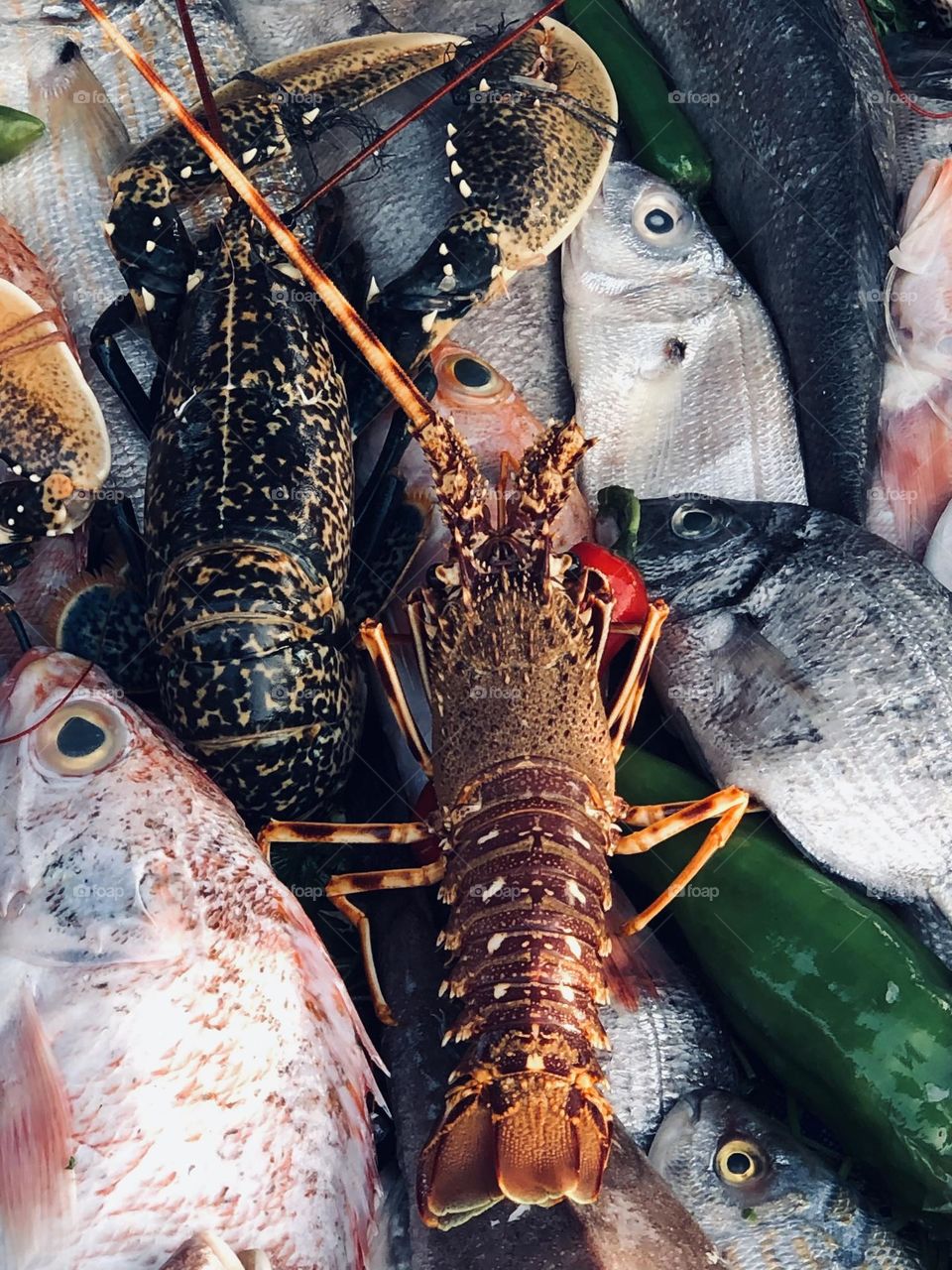 Multicolour fishes