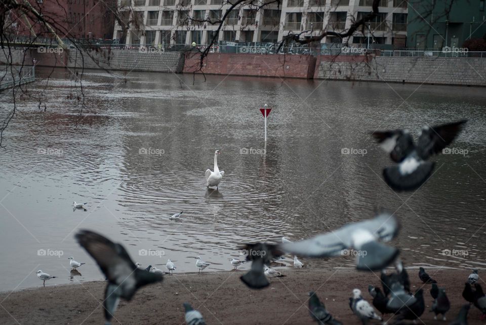 Swans on the river in Wroclaw, Poland