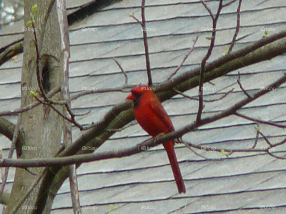 redbird