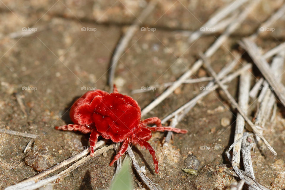 Red velvet mite