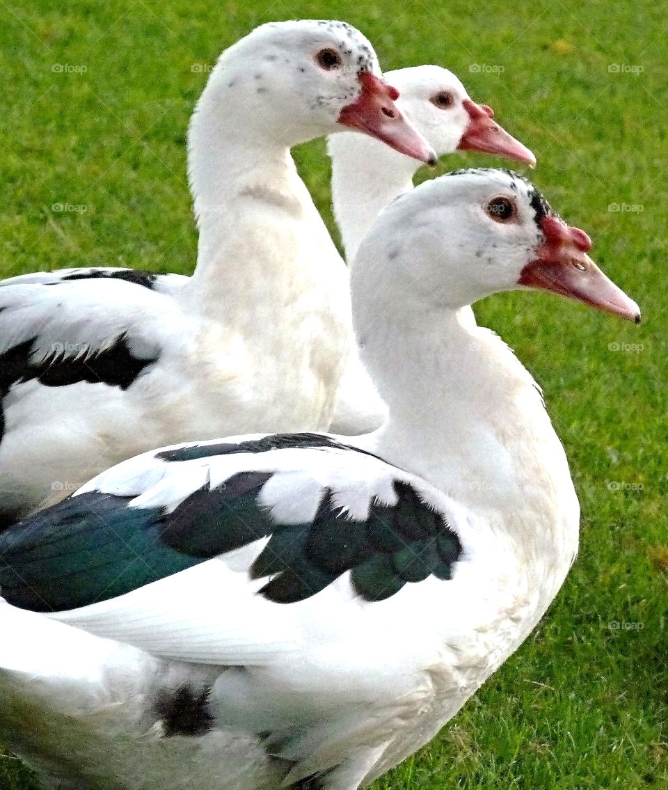 Three ducks posing on golf course