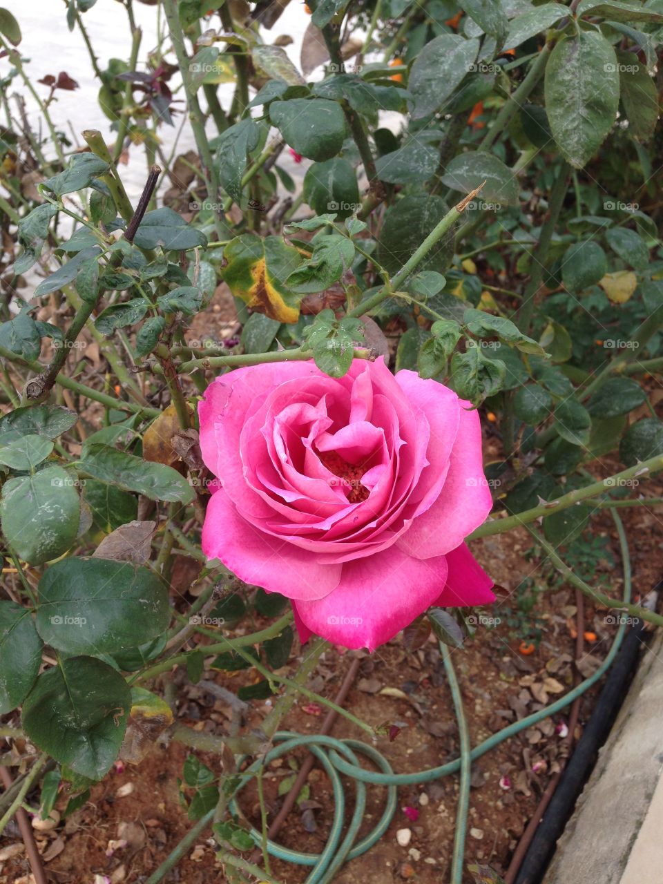 Pink rose 