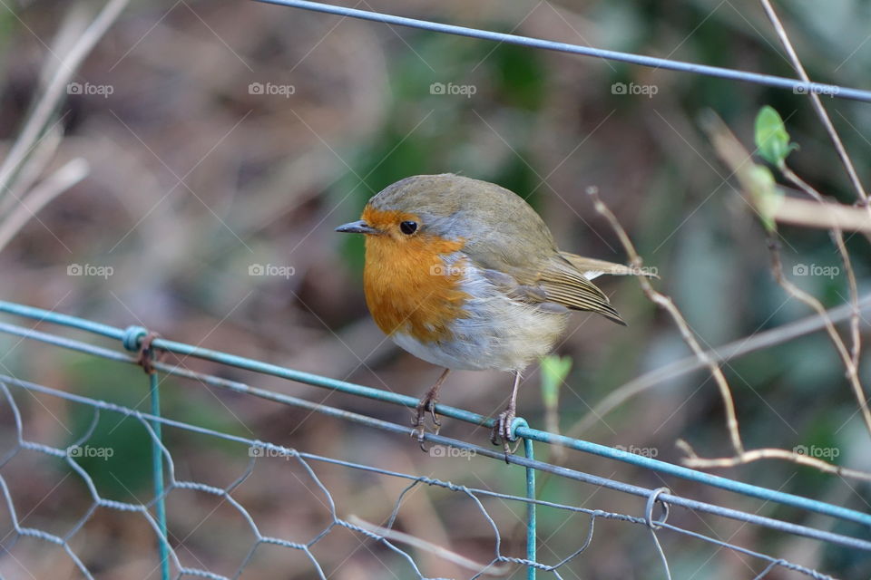 Robin