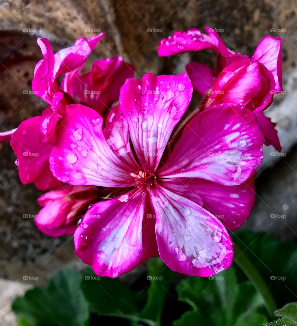 Beauty on a rainy morning 