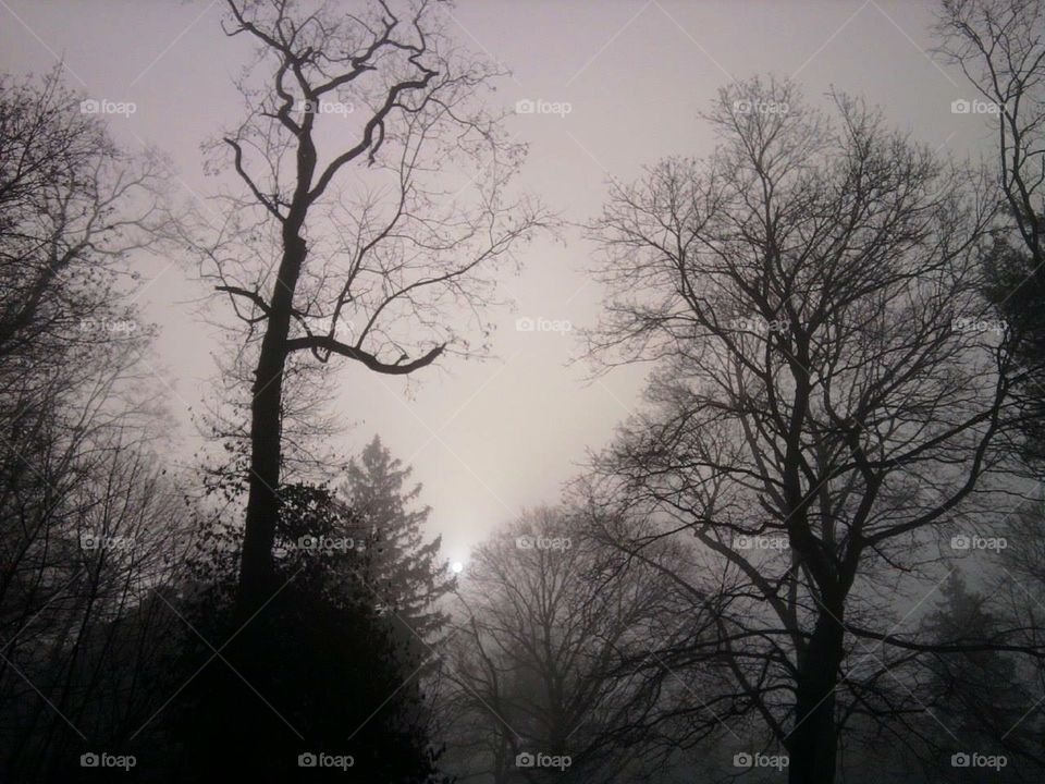 Tree, Fog, Wood, Mist, Branch