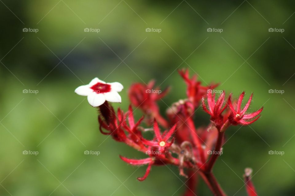 Macro flowers