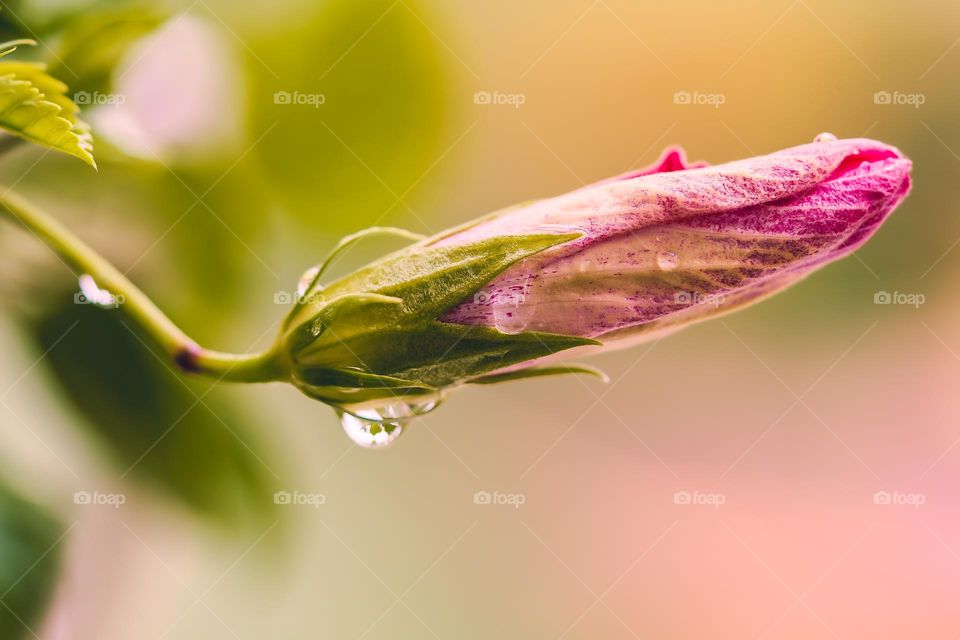 pink flowers with droplets 