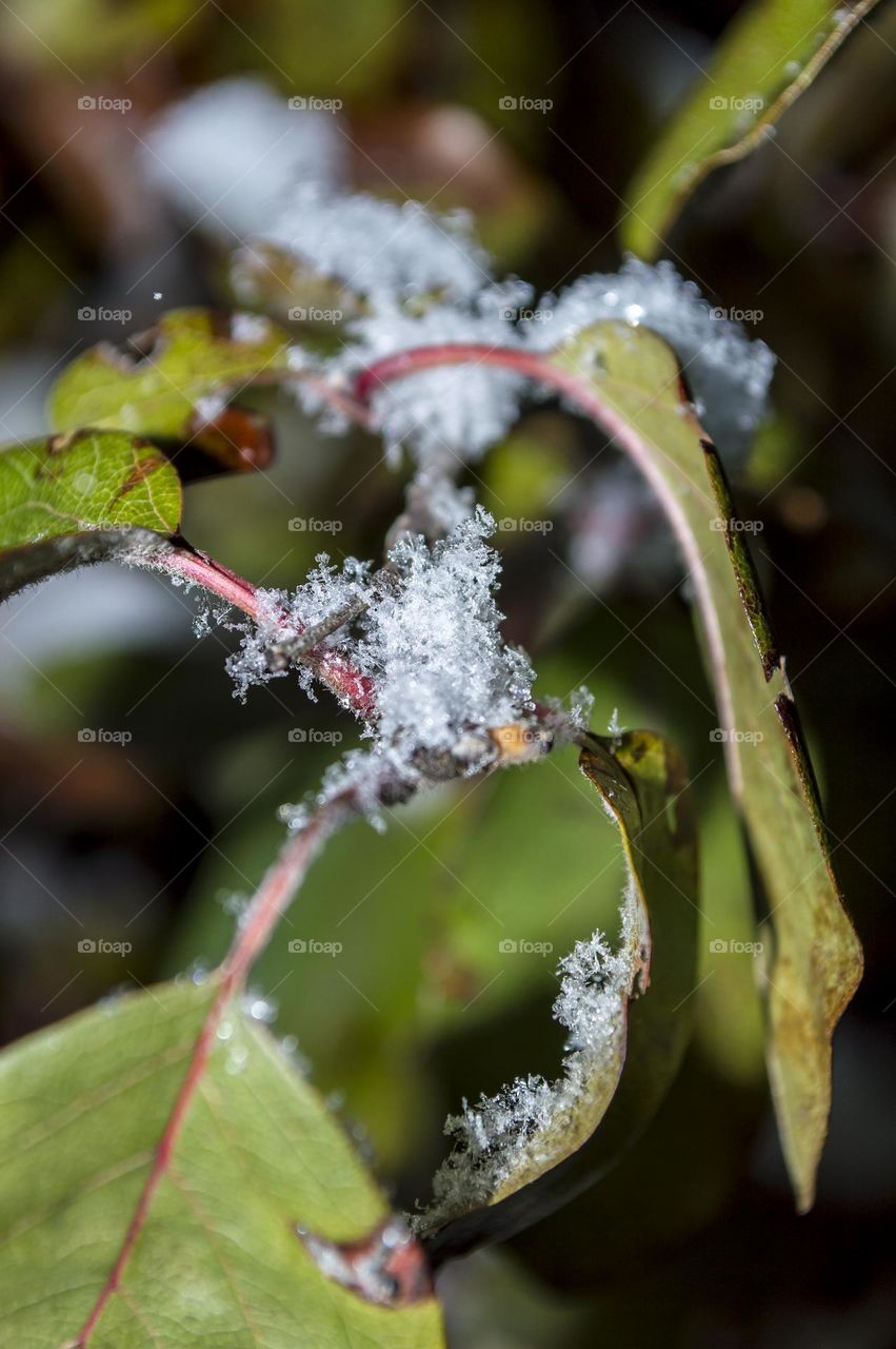 Quince leaves and snow.