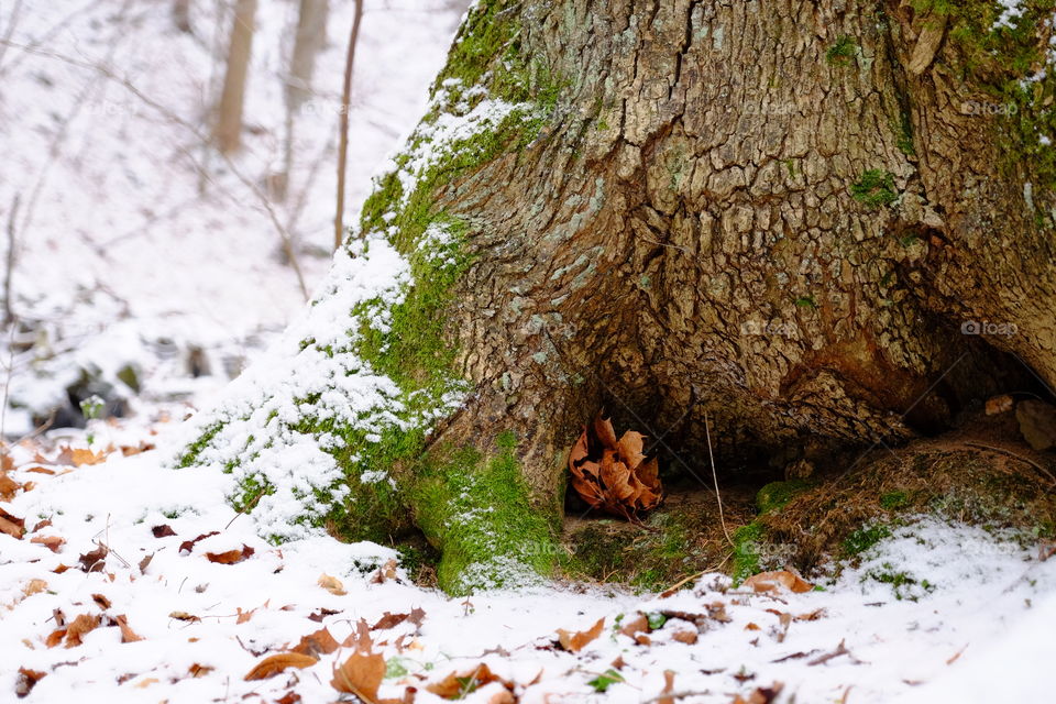 No Person, Nature, Wood, Tree, Leaf