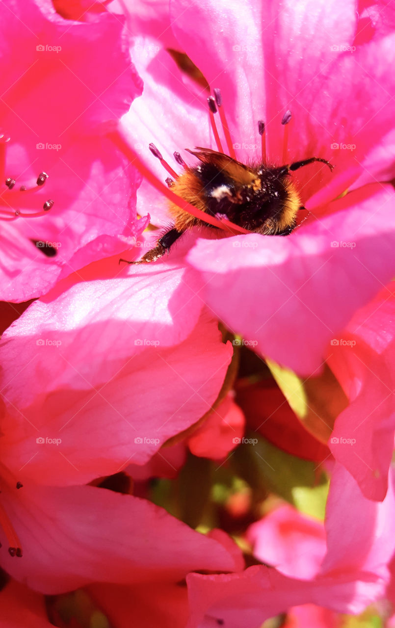 Bumblebee feeding on flower