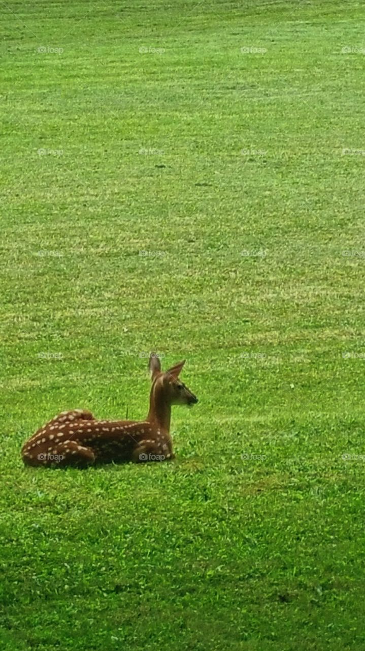 Baby deer in my back yard hangin out