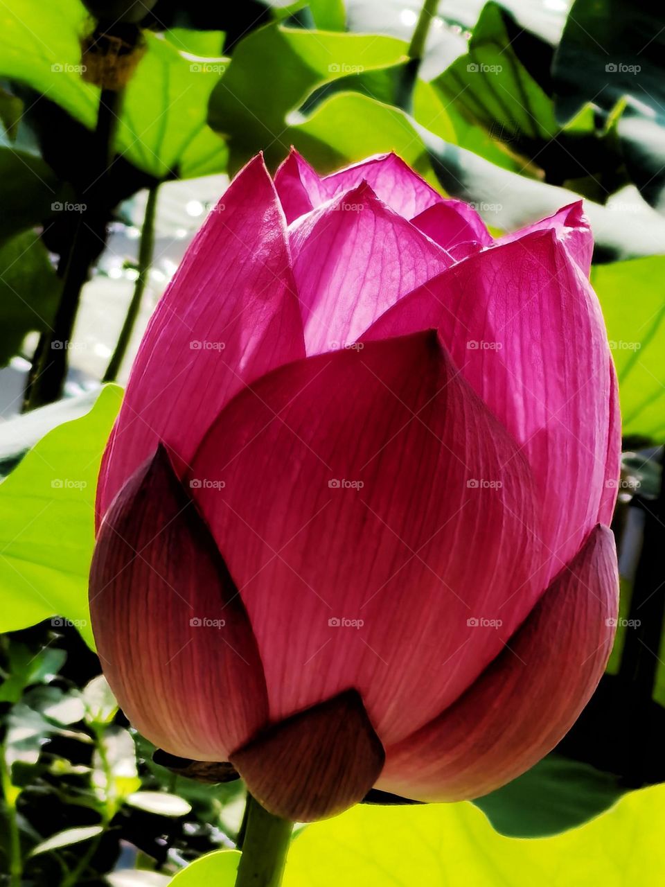 It is the lotus in full bloom, it is a good time for the world.I hope the day is clear, look up to meet all gentle.