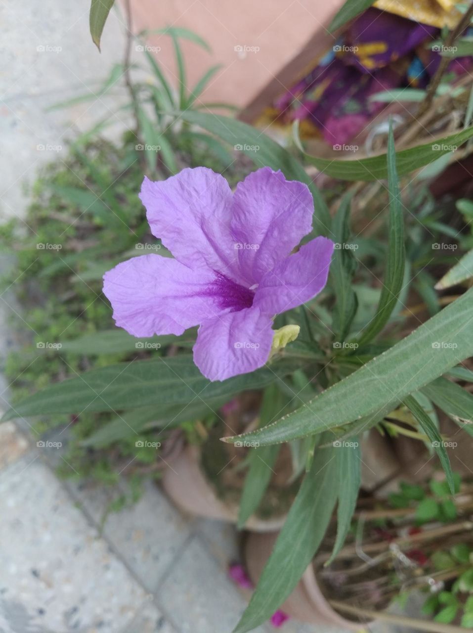 pitunia purple flower fresh seasonal looking very beautiful generally found everywhere