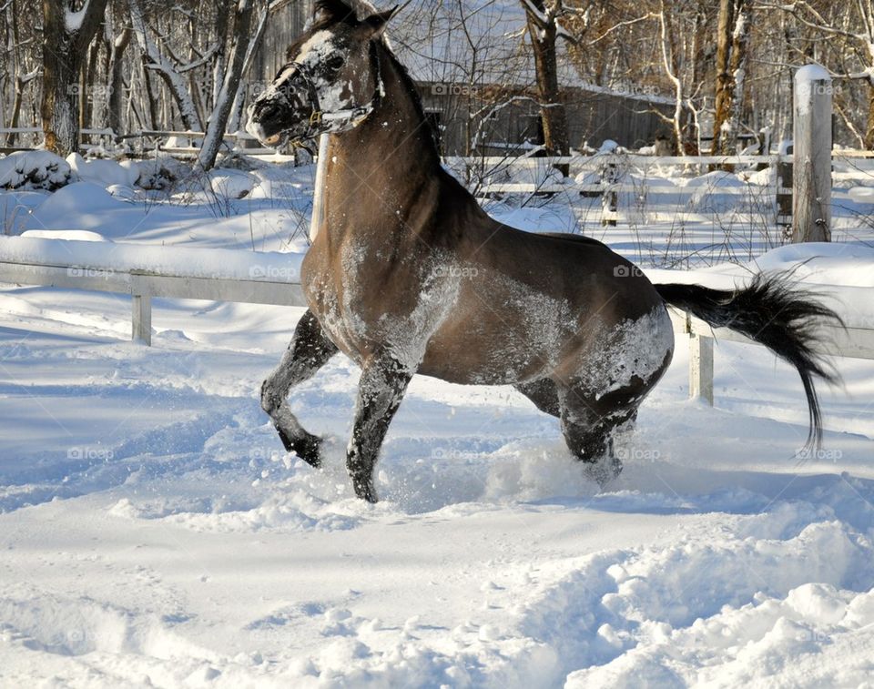 Horse in snow during winter