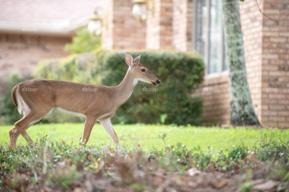 Deer in residentiial neighborhood