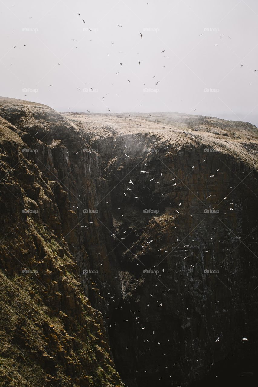 Flock Of Birds Erupting Over Cliffside