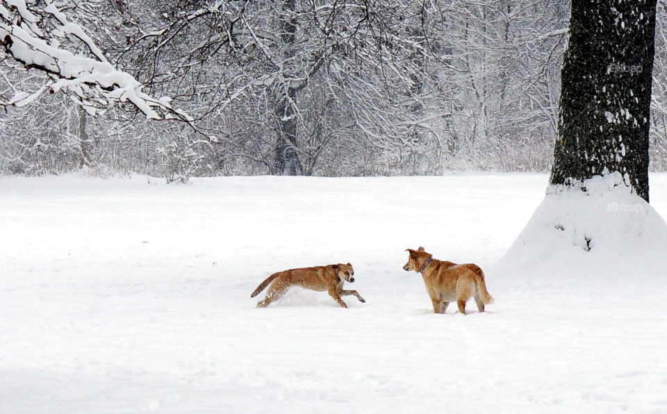 n c snow winter by lexlebeur