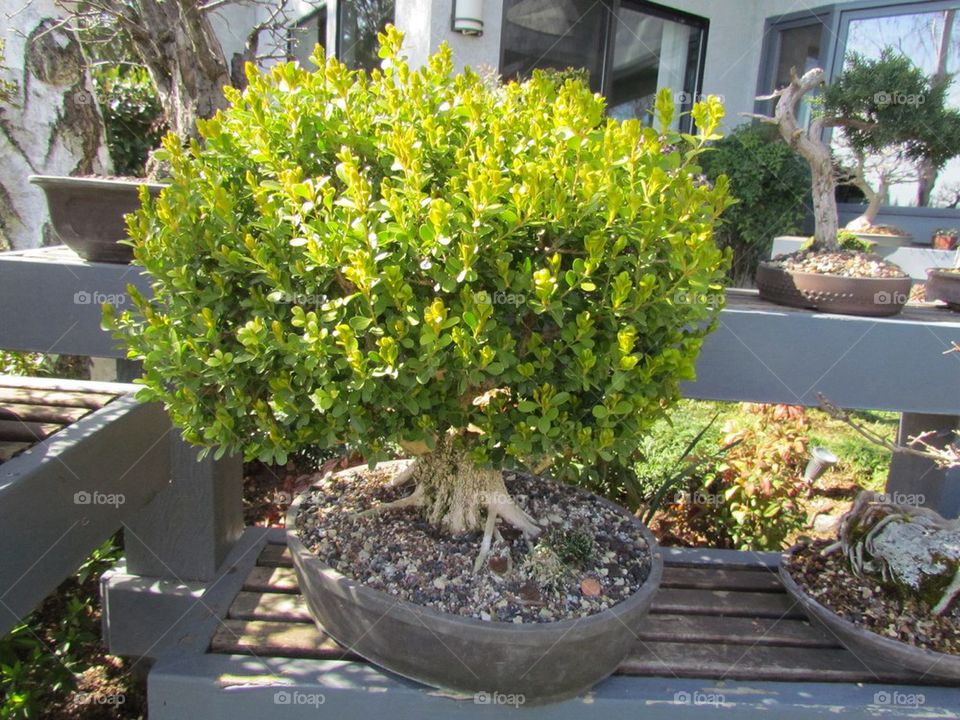 Bonsai Garden Shade Tree