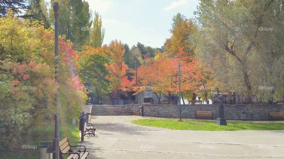 Colors in the park. This is a park near my home. I took the photo of beautiful colorful trees.