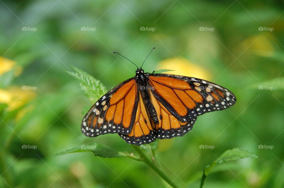 Beautiful and colourful butterfly