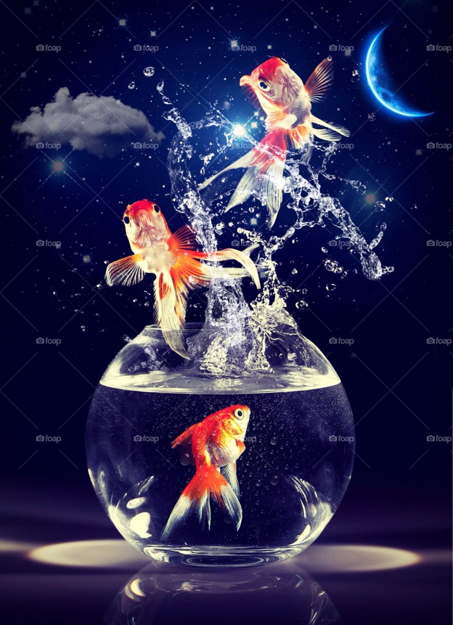 A Picture I Made Using A Stock Photo Of Fish Jumping Out Of A Bowl And Different Photo Apps.