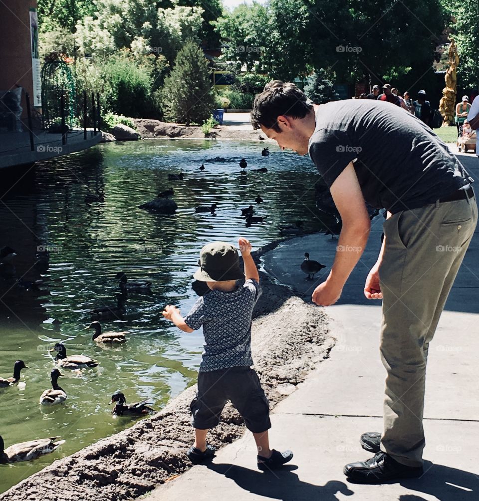 Little children love animals. This young boy is throwing bread to the ducks at the city zoo. What a fun summer day!