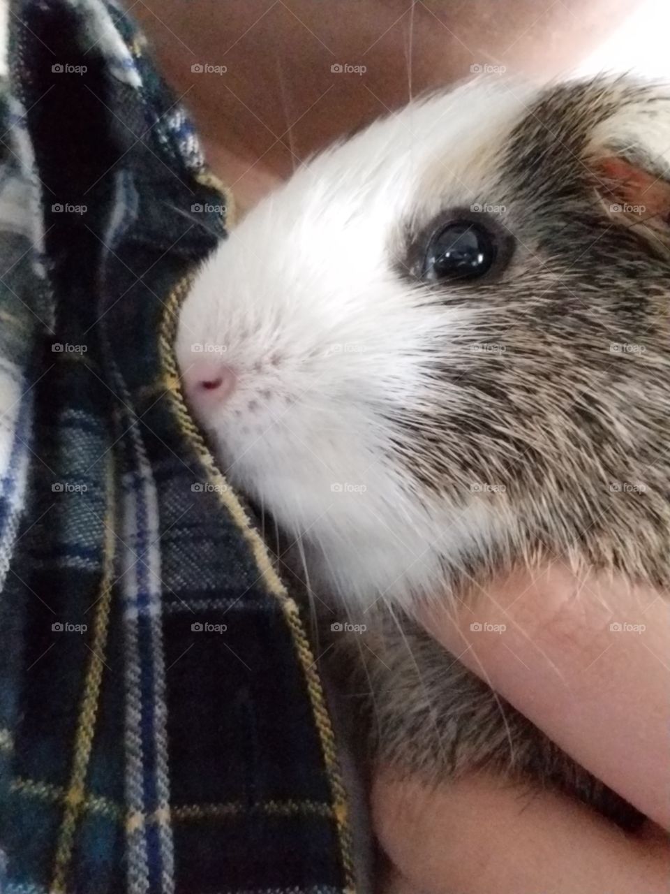 A guinea pig held close against a flannel shirt.