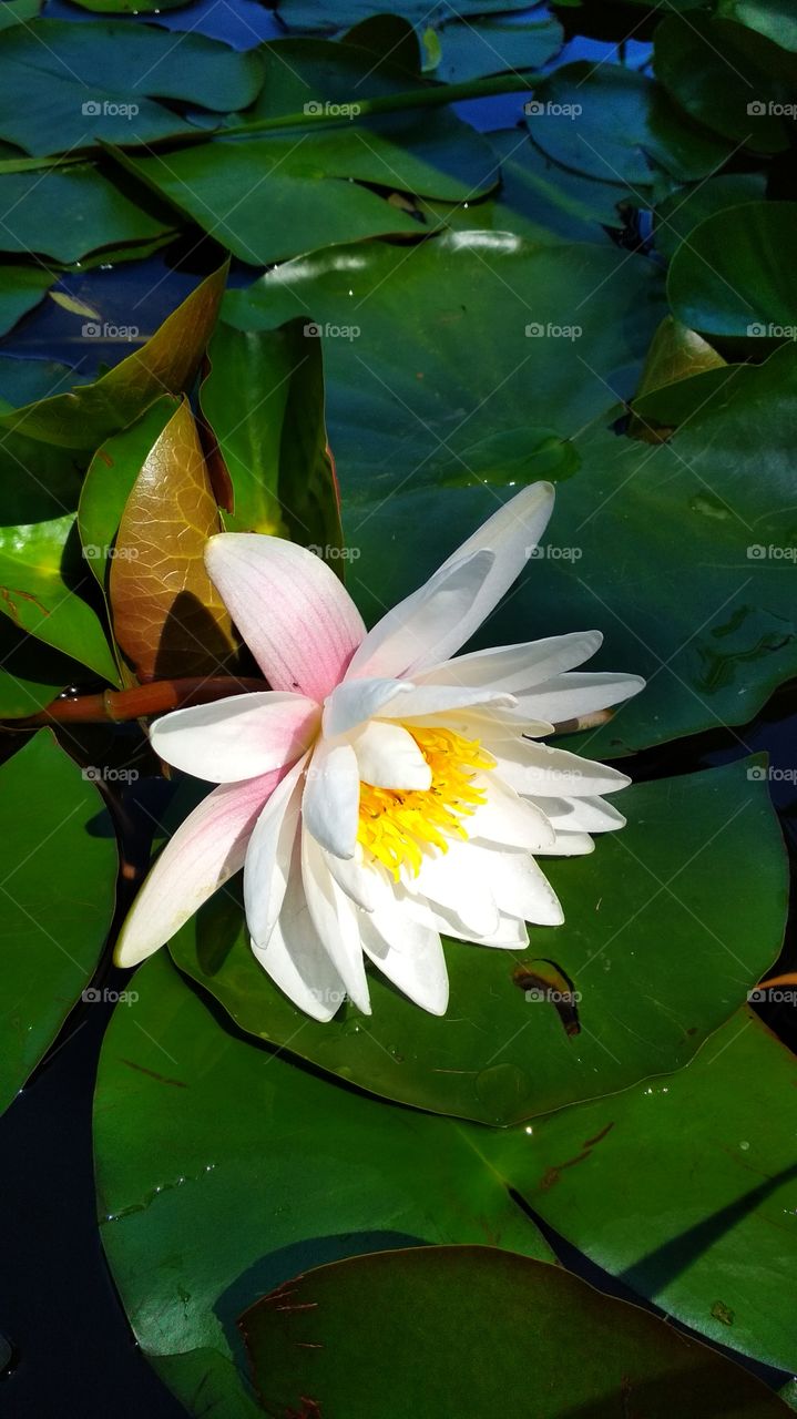 Portrait of a water lily.